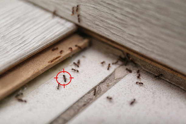 Best Pest Prevention Services  in St Pauls, NC